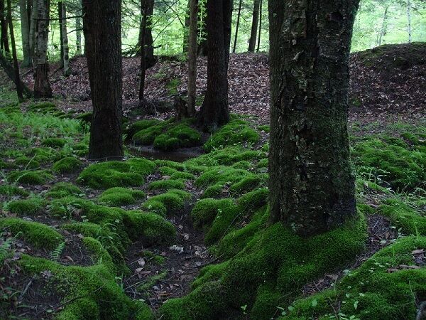 Moss covered ground in a forest