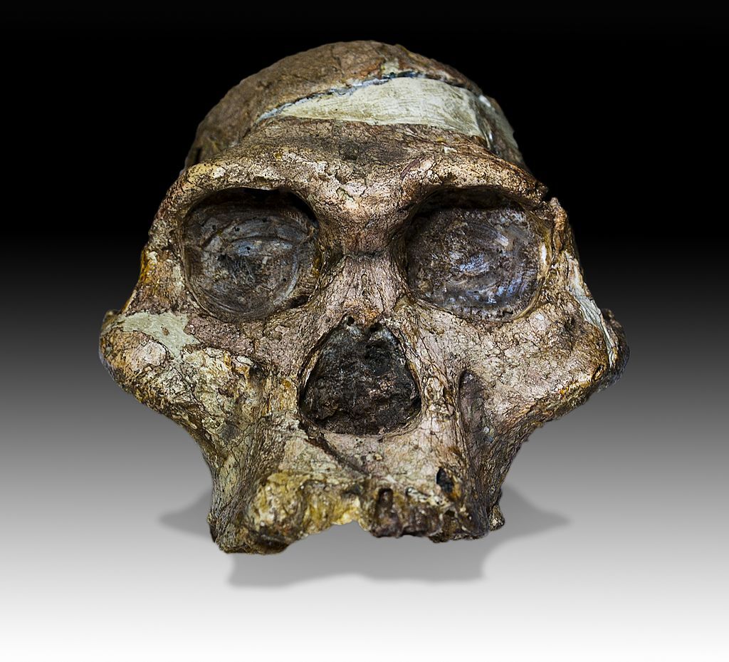 Skull of "Mrs Ples" found in the Cradle of Humankind