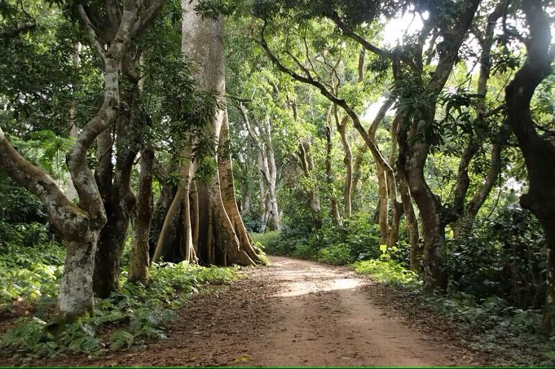 Dirt path going through Missahoe Forest, West Africa