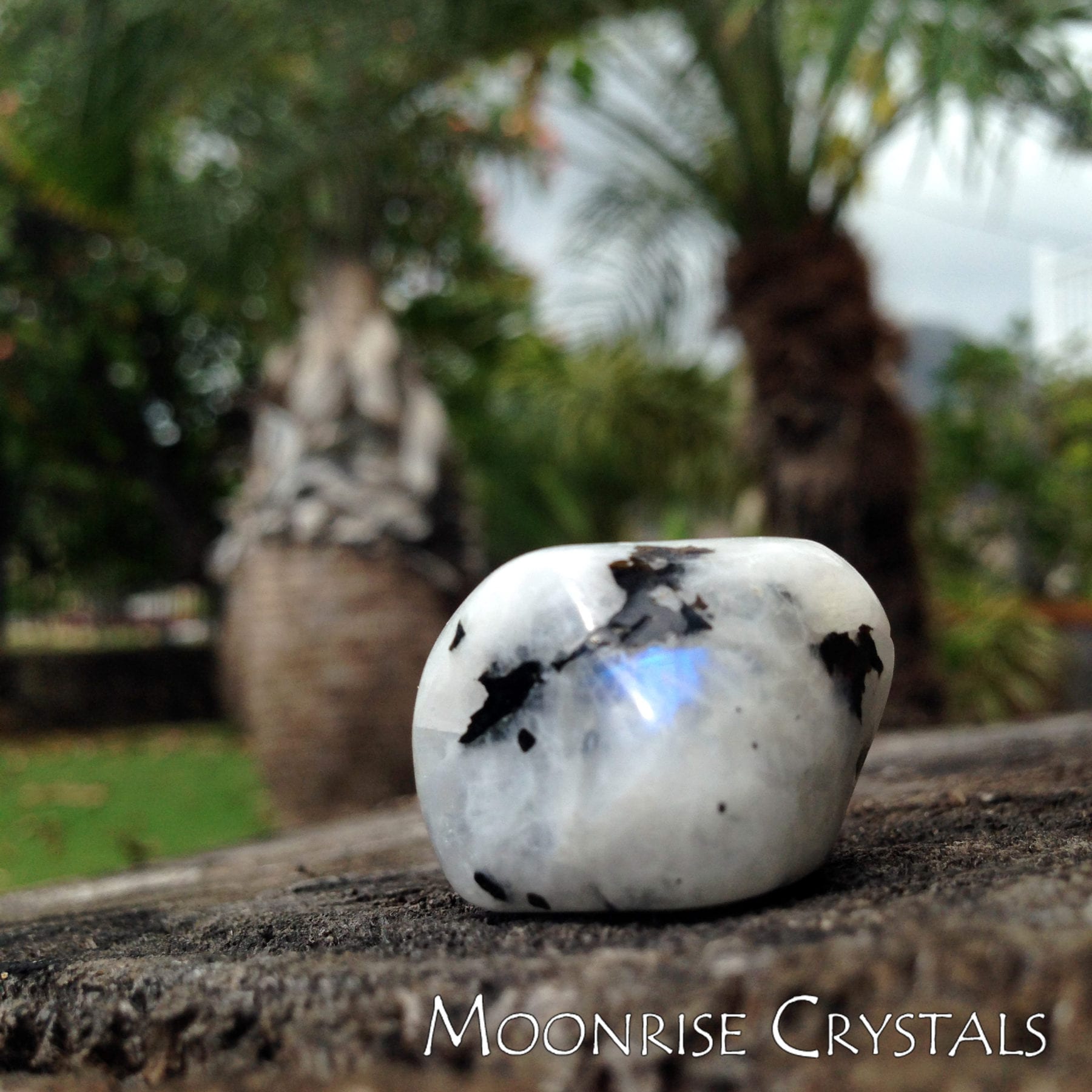 Moonstone Tourmaline with a bright blue iridescence and palm trees in the background