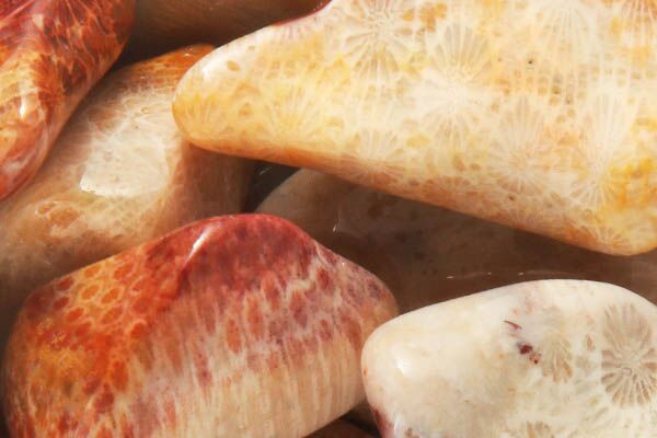 Close up of tumbled Agatized Coral