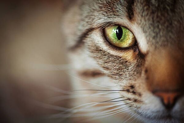 Closeup of a tabby cat face with a bright green-yellow eye