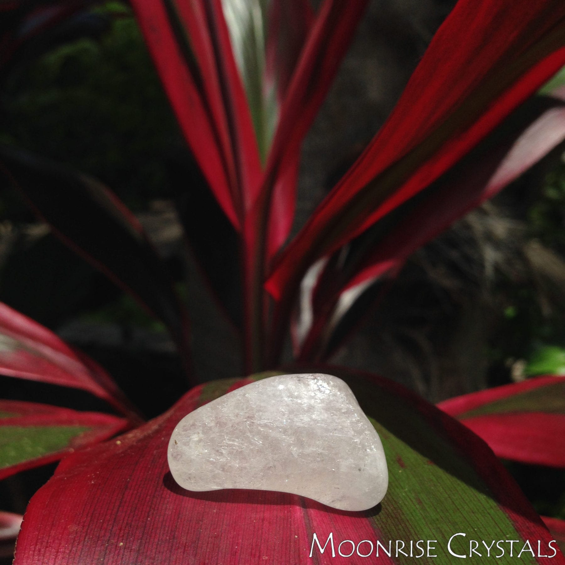 White Danburite on red and green striped leaves