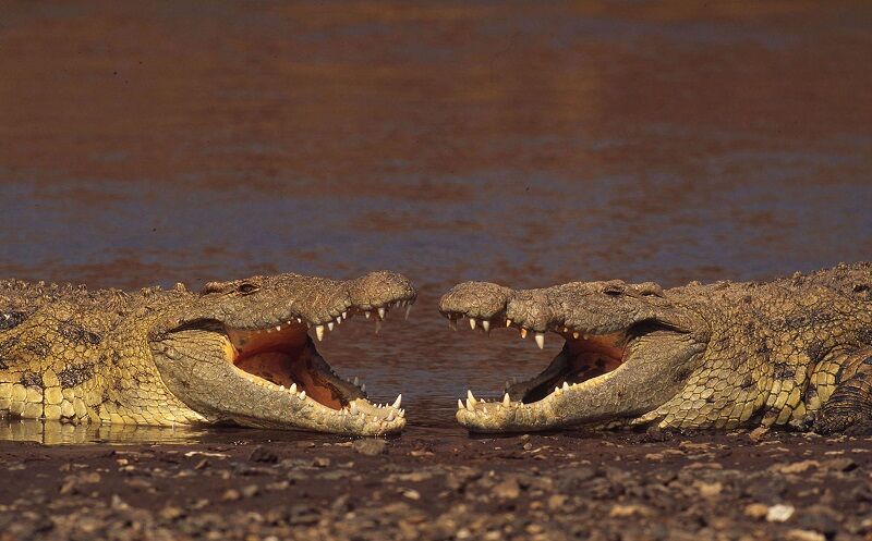 Two large crocodiles facing each other with mouths wide open