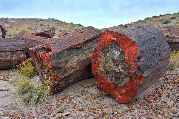 Example of a natural Petrified Wood mined in USA