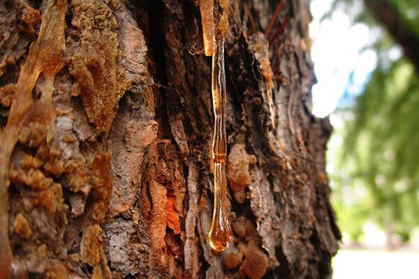 Pine Resin dripping down a tree