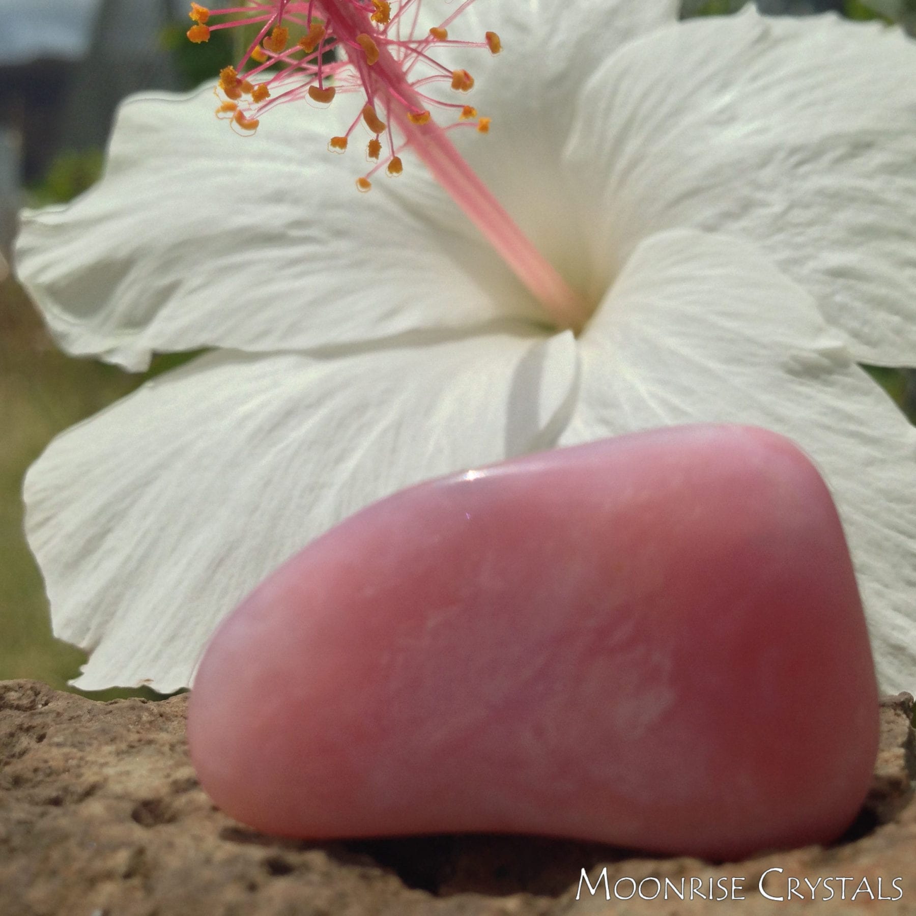 Pink Opal with white hibiscus flower