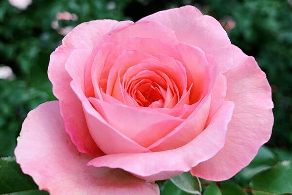 Perfect pink rose