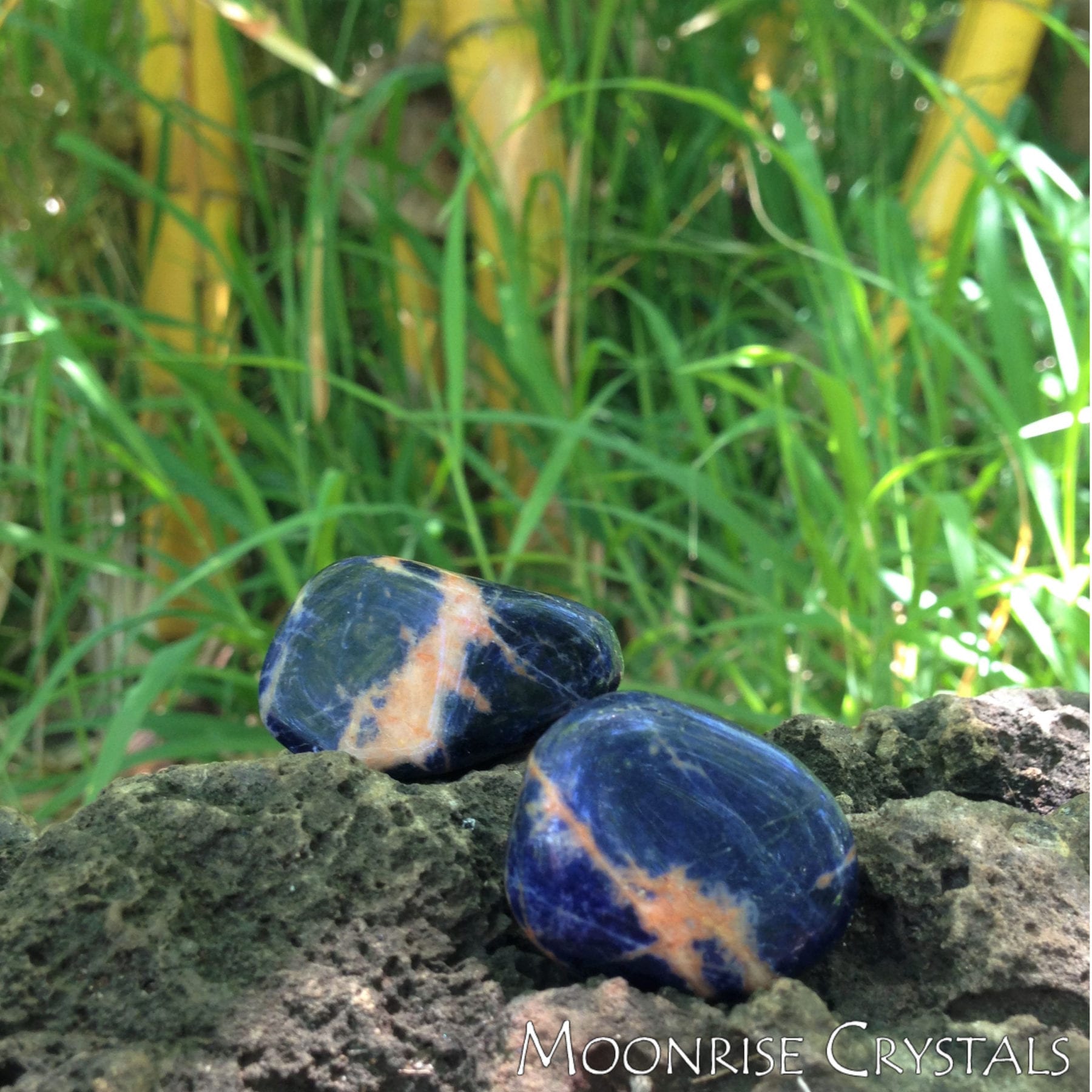 two Sunset Sodalites on a lava rocks, with grass and bamboo in the background