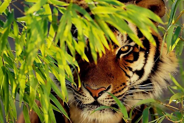 Orange Tiger peering out from behind some leaves, the yellow eye staring right at the camera