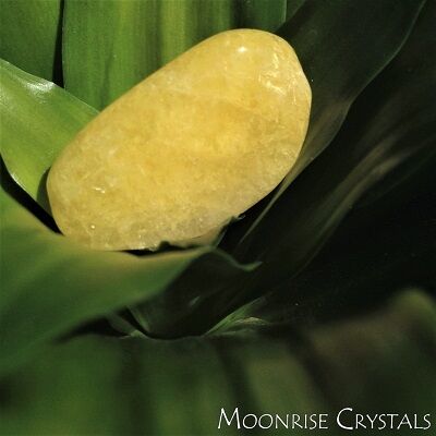 Vivid yellow Danburite nestled in green leaves