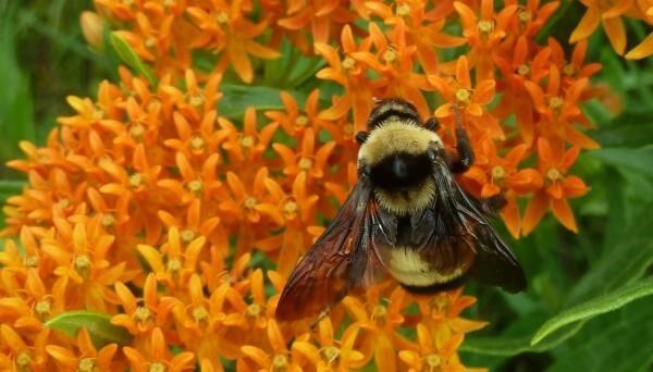 Bee crawling on tiny orange flowers
