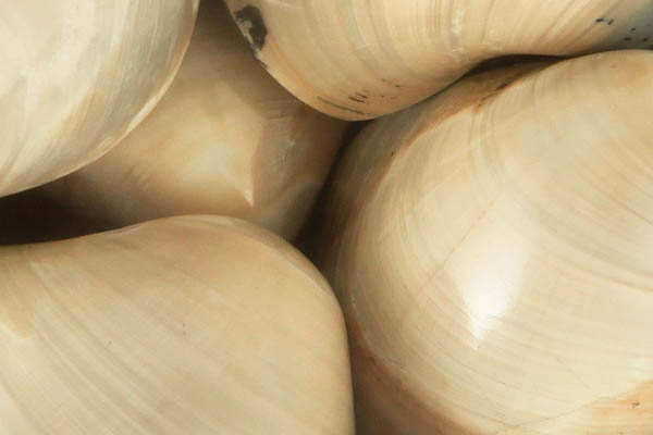 Close up of tumbled Shell Fossil