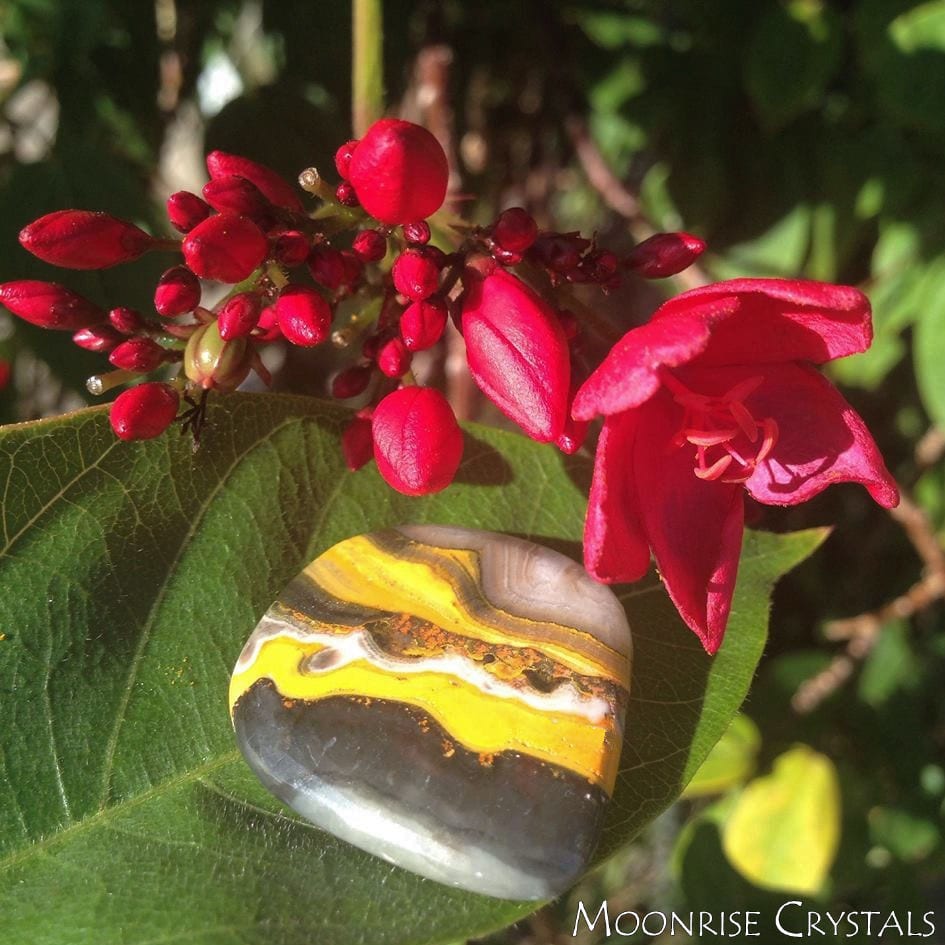 Bumblebee Jasper with pink flowers
