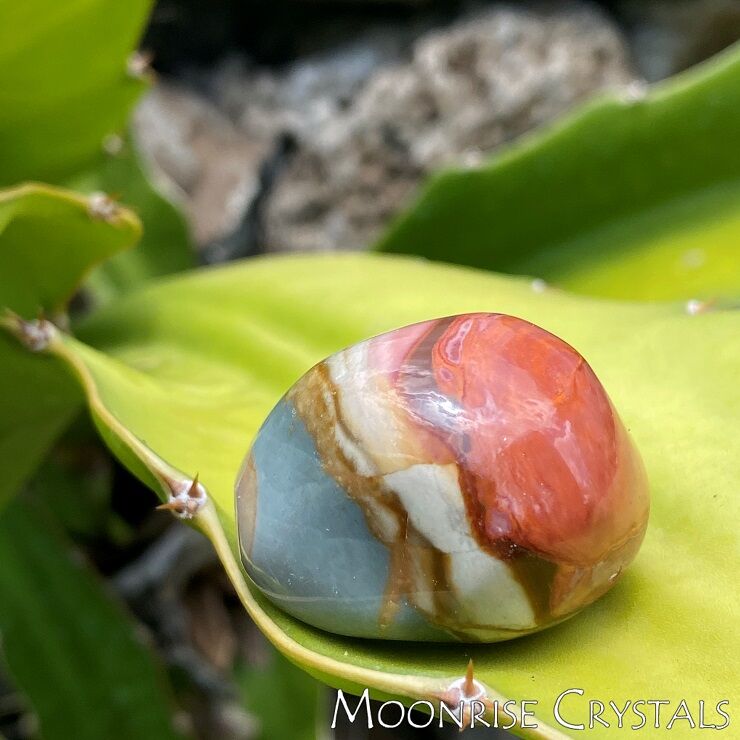 Desert-Jasper-Moonrise-Crystals-Feel-Loved Desert Jasper on a cactus / succulent