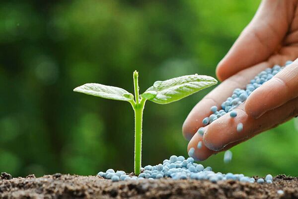 Fertilizer Blue beads of fertilizer being placed on the soil around a small plant
