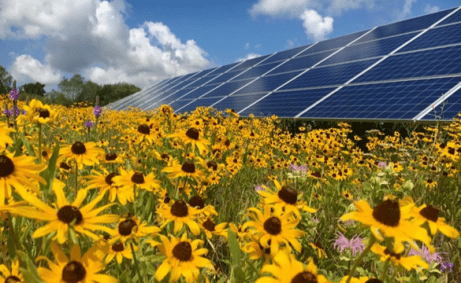 Forest-City-8 Solar Panels in a field of sunflowers