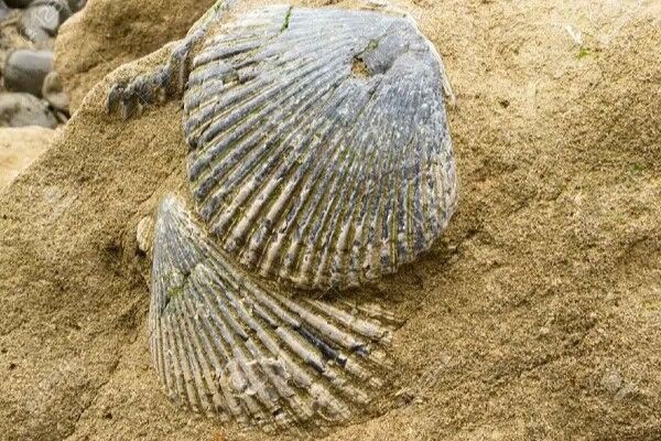 Example of a natural mussel shell fossil