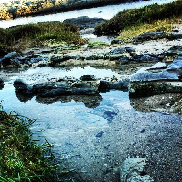 Living Stromatolite colonies along the Port Elizabeth coastline in South Africa