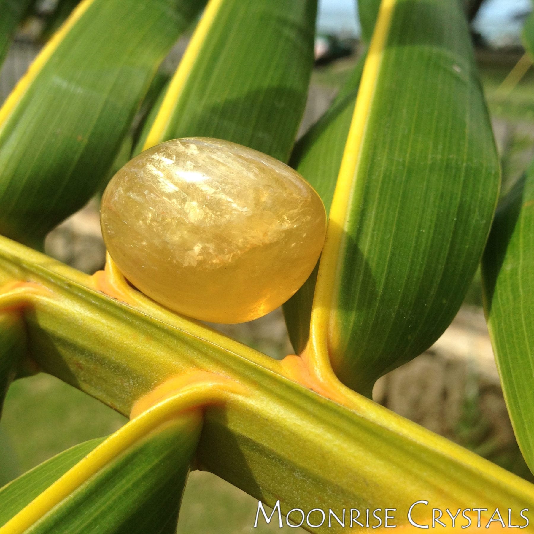 Yellow-Fluorite-Feel-Loved-Crystals-Moonrise-Crystals Yellow Fluorite on a palm leaf
