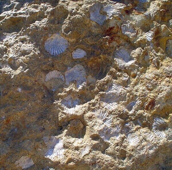 Fossil shells still enclosed in the rock matrix