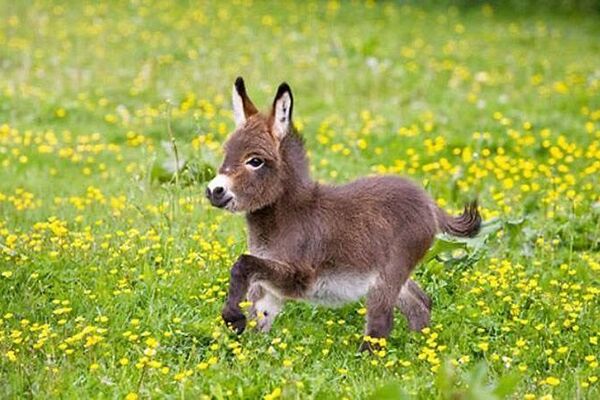 ﻿Baby donkey walking through yellow flowers