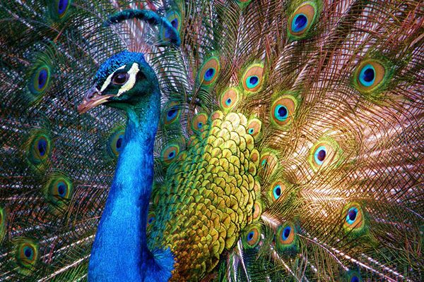 Peacock with beautiful colorful tail in display